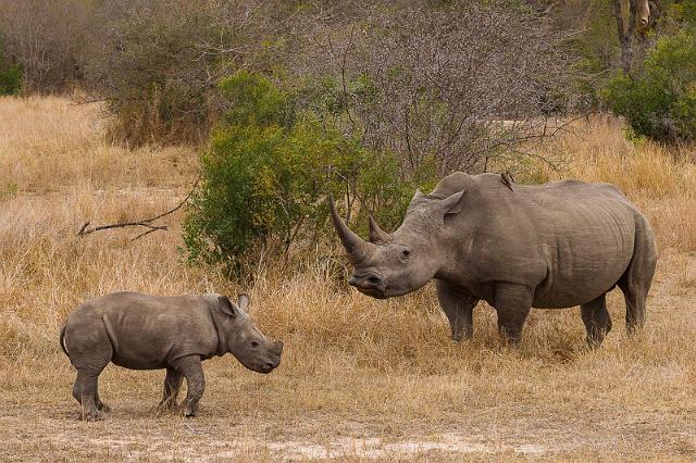 109 Zuid-Afrika, Sabi Sand Game Reserve.jpg